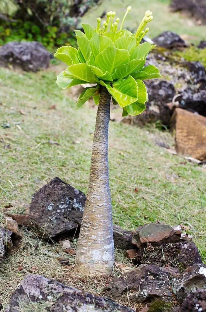 Vulcan Palm (Brighamia Insignis).