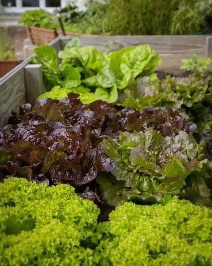 Plant a vegetable garden in the shade.