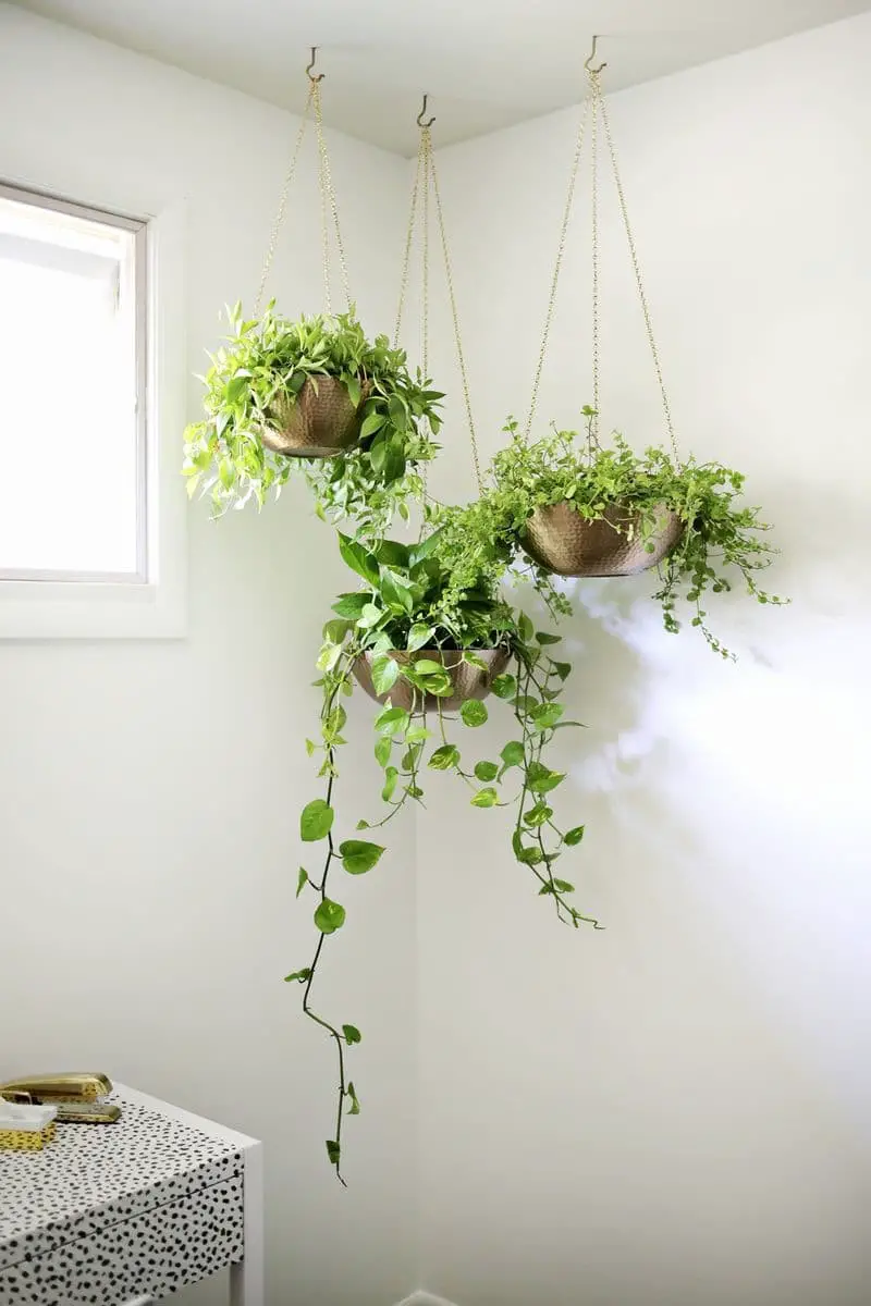 Hanging planters with gold chains