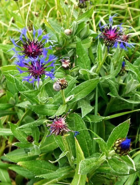 Perennial Cornflower (Centaurea montana Gold Bullion)