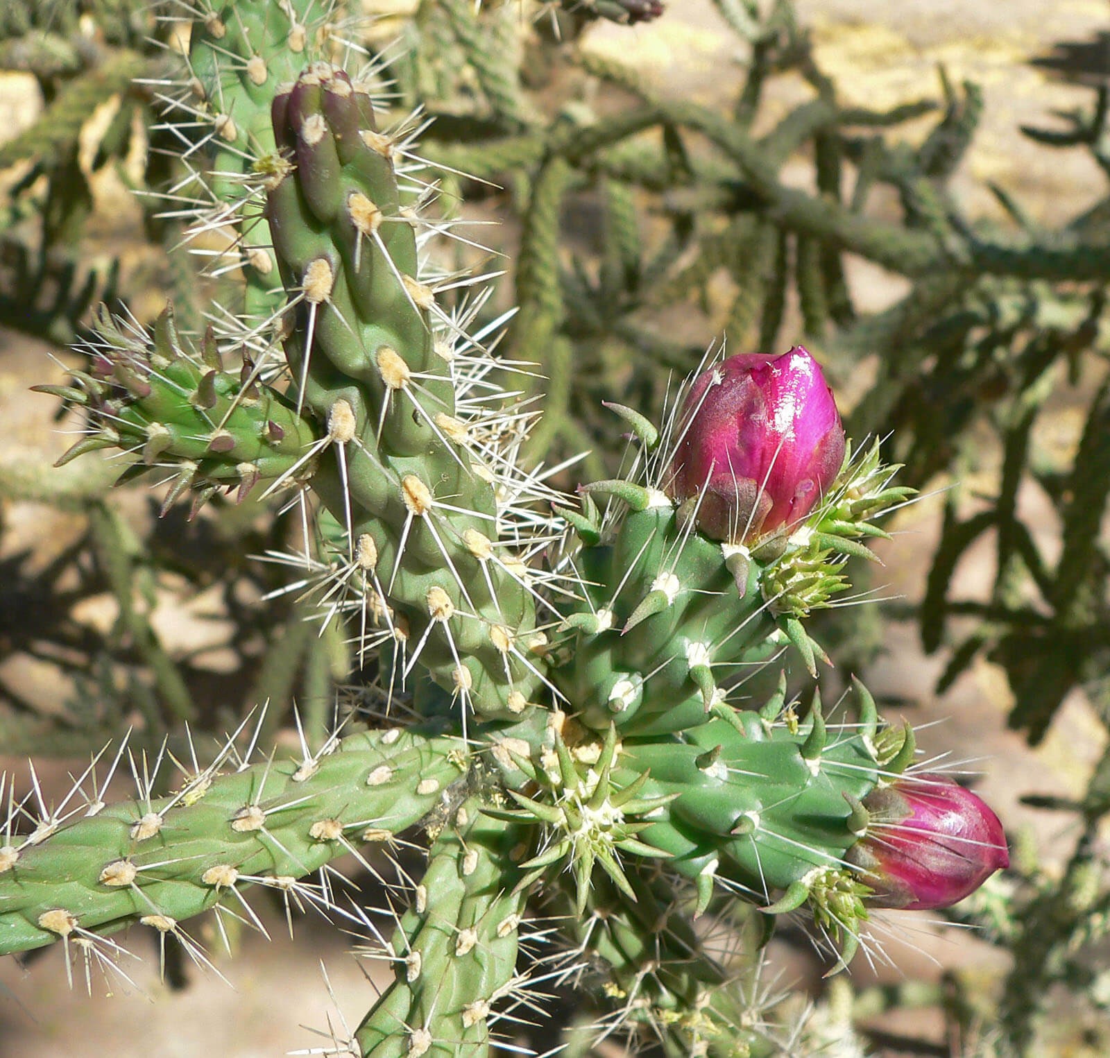 Cholla (Cylindropuntia)