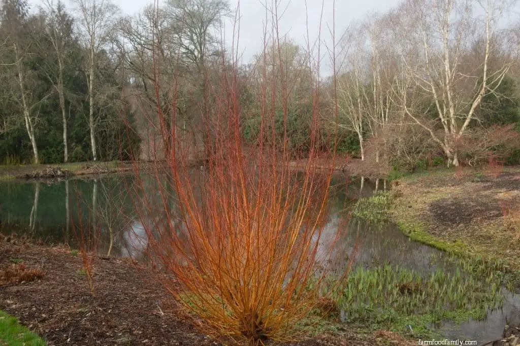 Golden Willow (Salix Alba Var. Vitellina ‘Yelverton’)