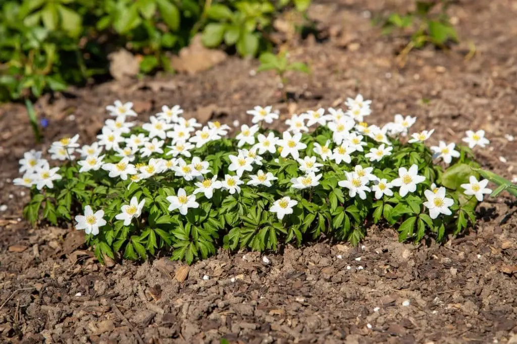 Anemone nemorosa (Wood anemone/European thimbleweed)