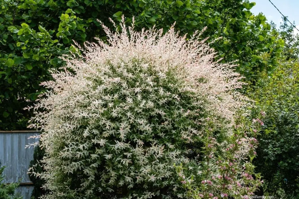 Dappled Willow/Japanese Willow (Salix integra ‘Hakuro-nishiki’)