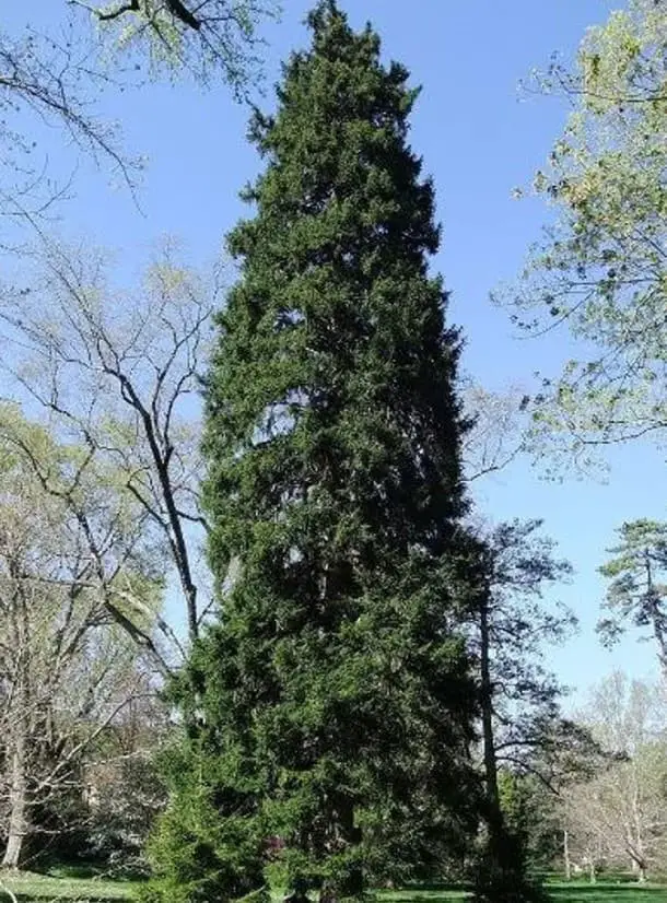 Oriental Spruce, Caucasian Spruce (Picea orientalis)