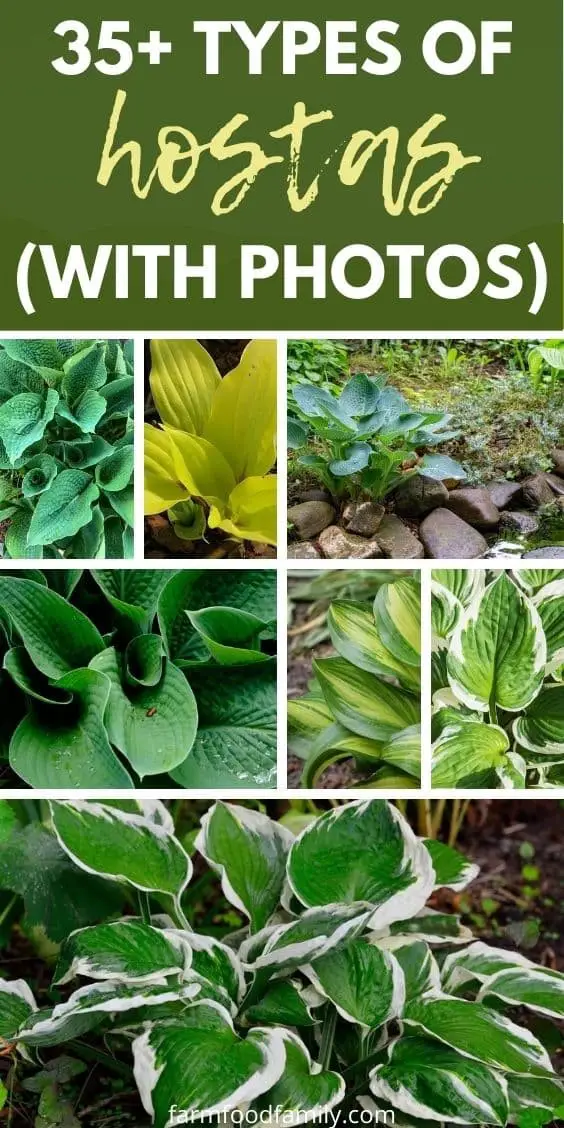 35+ Different Types Of Hostas With Pictures