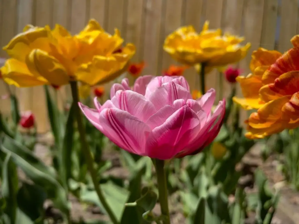 Double tulips