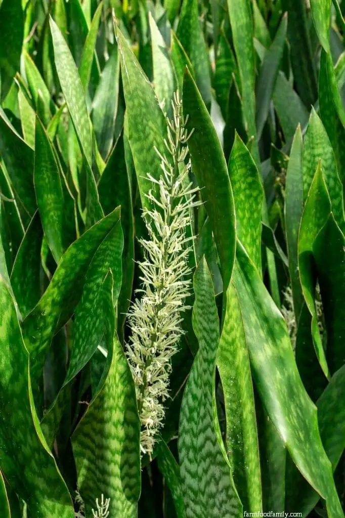 Sansevieria Hyacinthoides