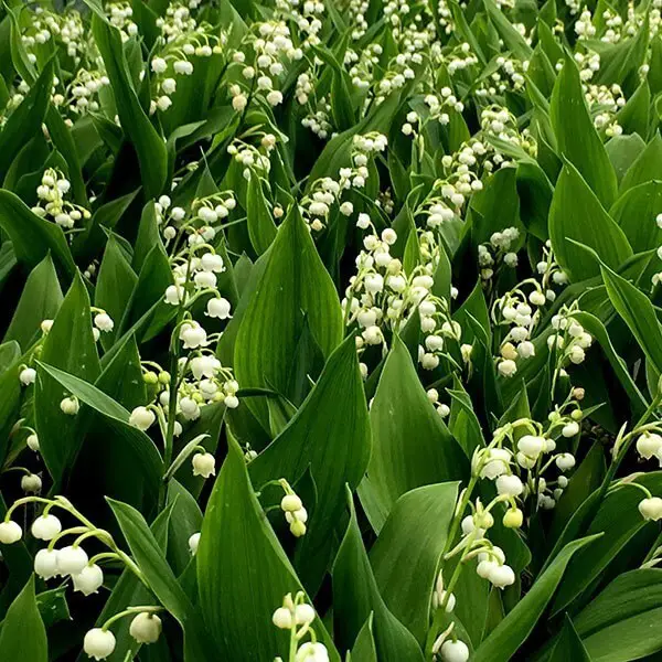 Lily of the Valley Toxicity in Dogs and Cats