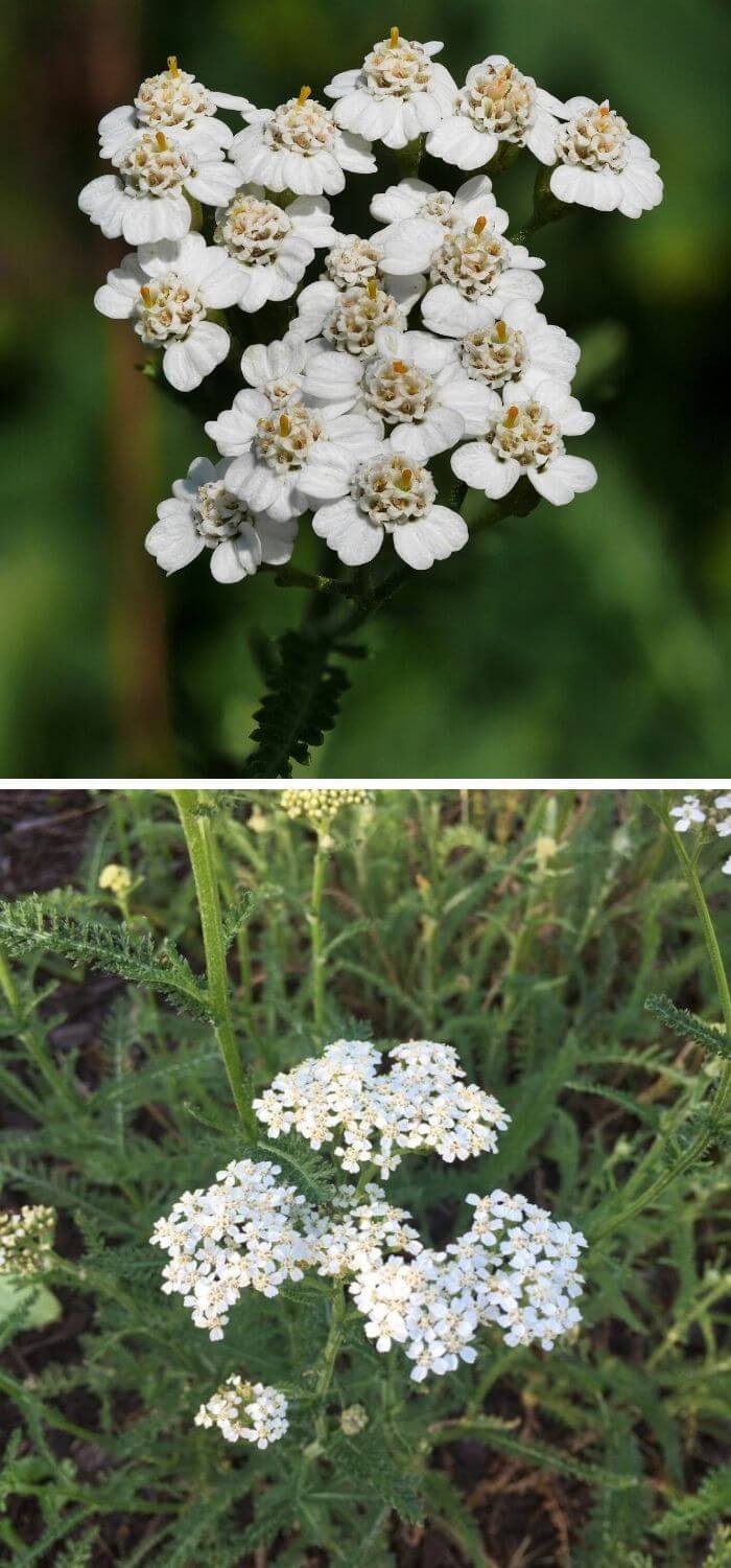 Yarrow (Achillea millefolium)