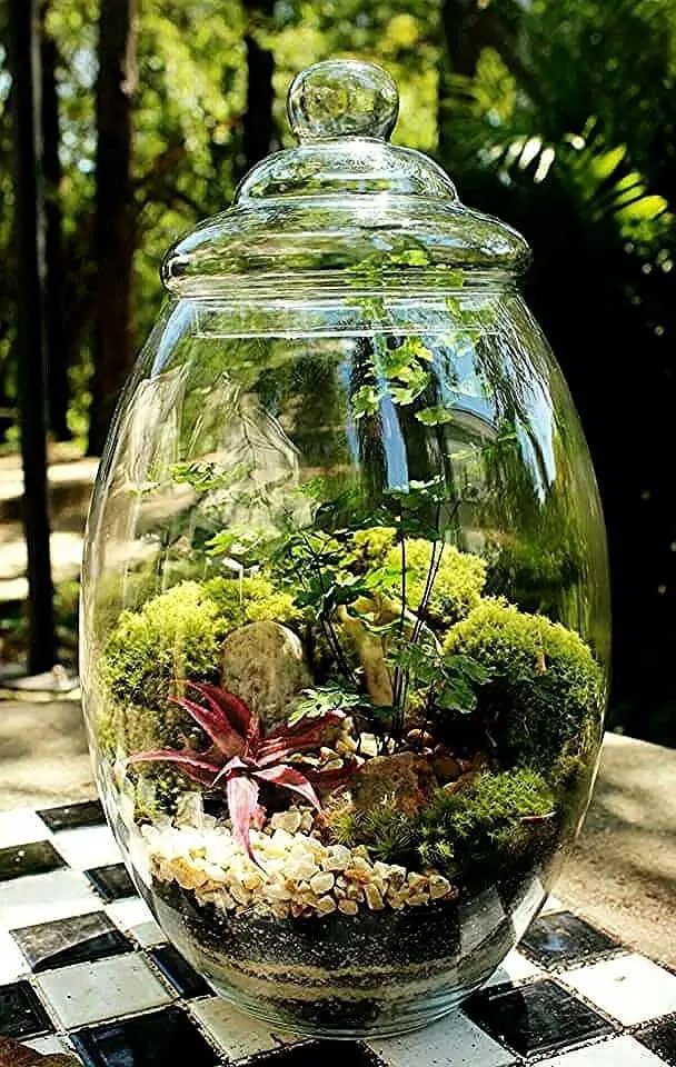 Terrarium