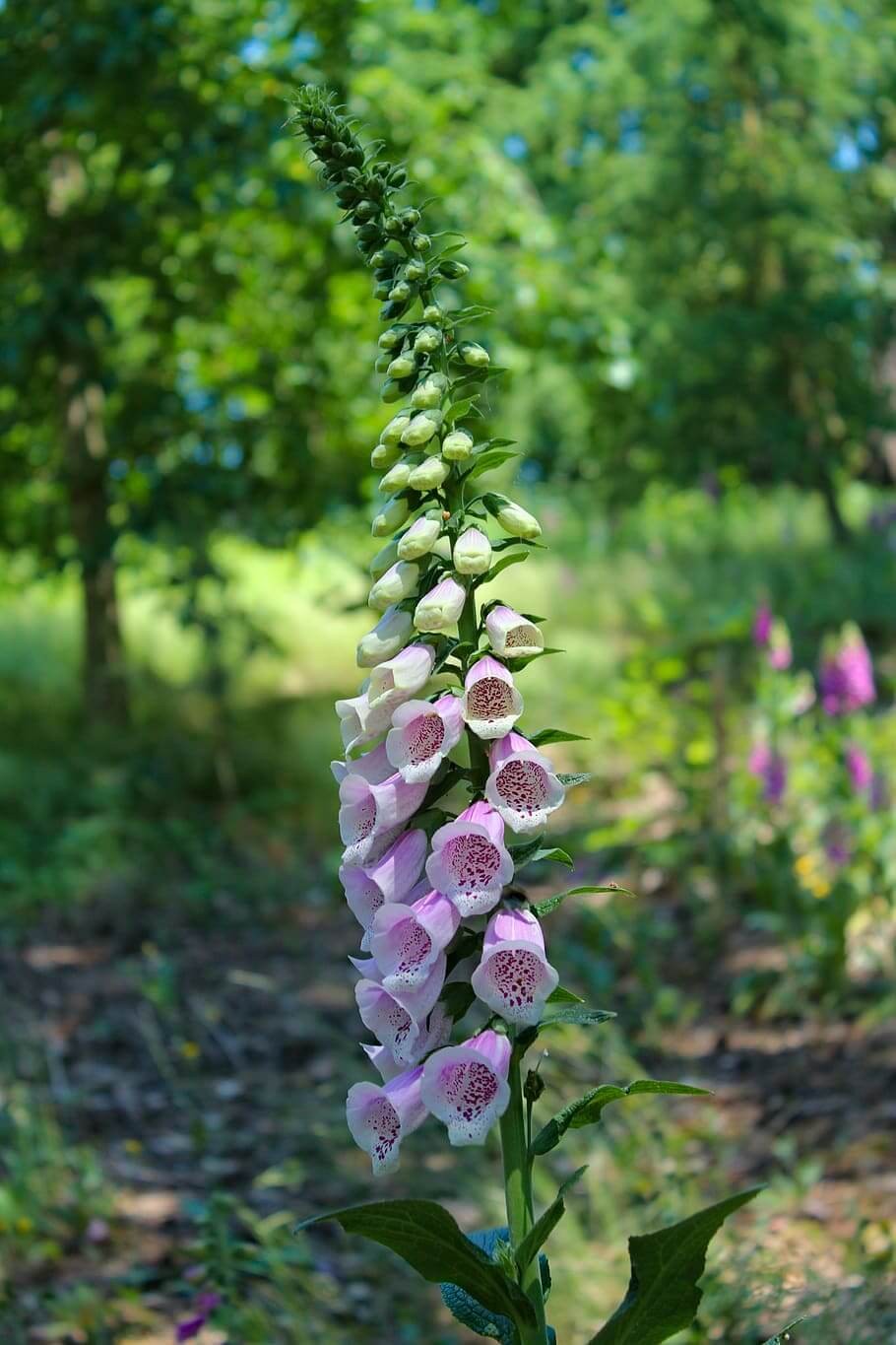 Starting a Foxglove Bed