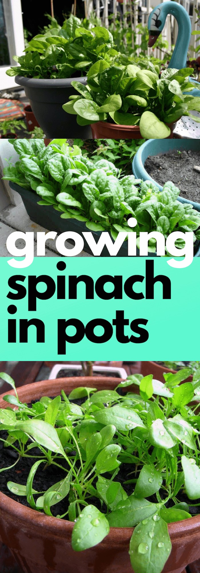 How to grow spinach in pots