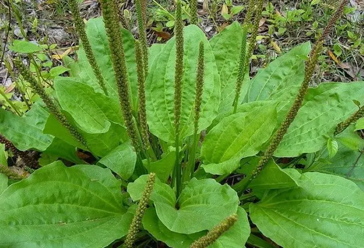 #10. Plantain (Plantago major, P. lanceolata)