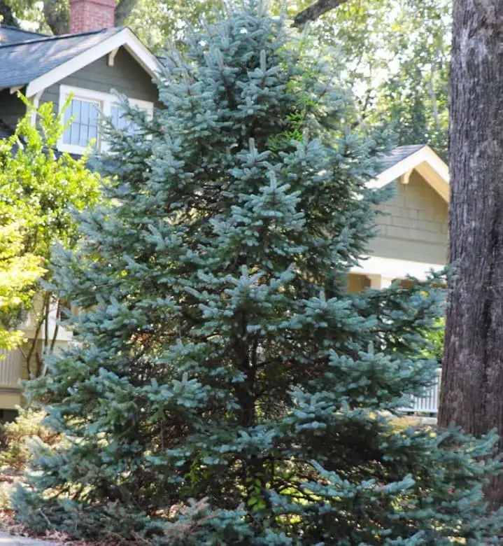 Meyer’s spruce (Picea meyeri)