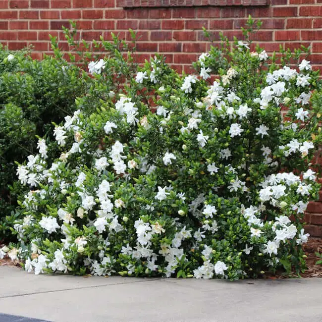 Gardenia jasminoides ‘Frostproof’ (Frost Proof Gardenia)