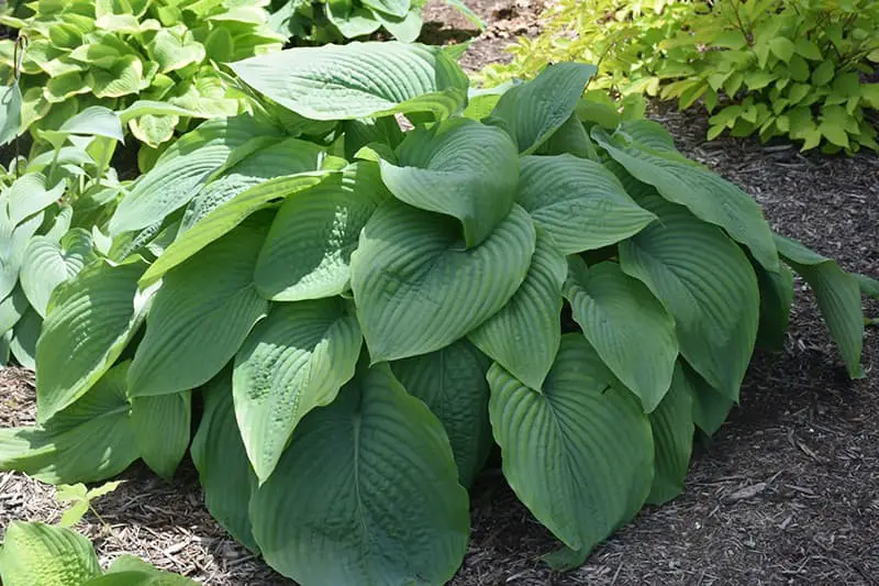 Empress Wu Hosta