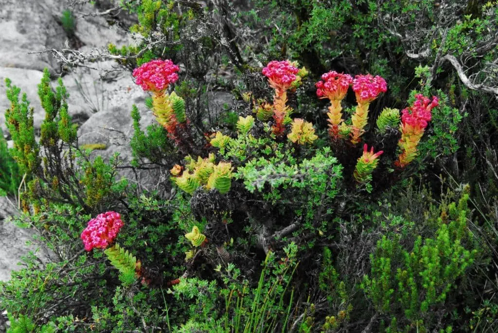 Crassula Coccinea (Red Jade Plant)