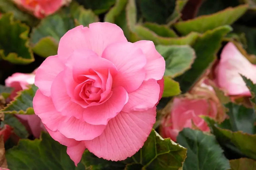 Begonia