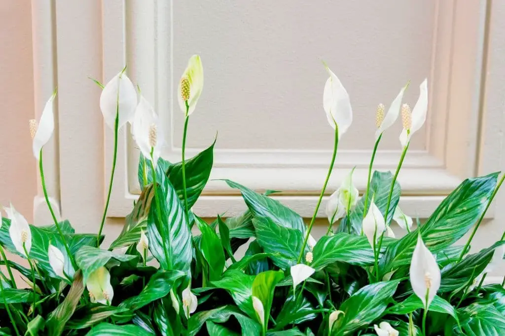 Peace lily