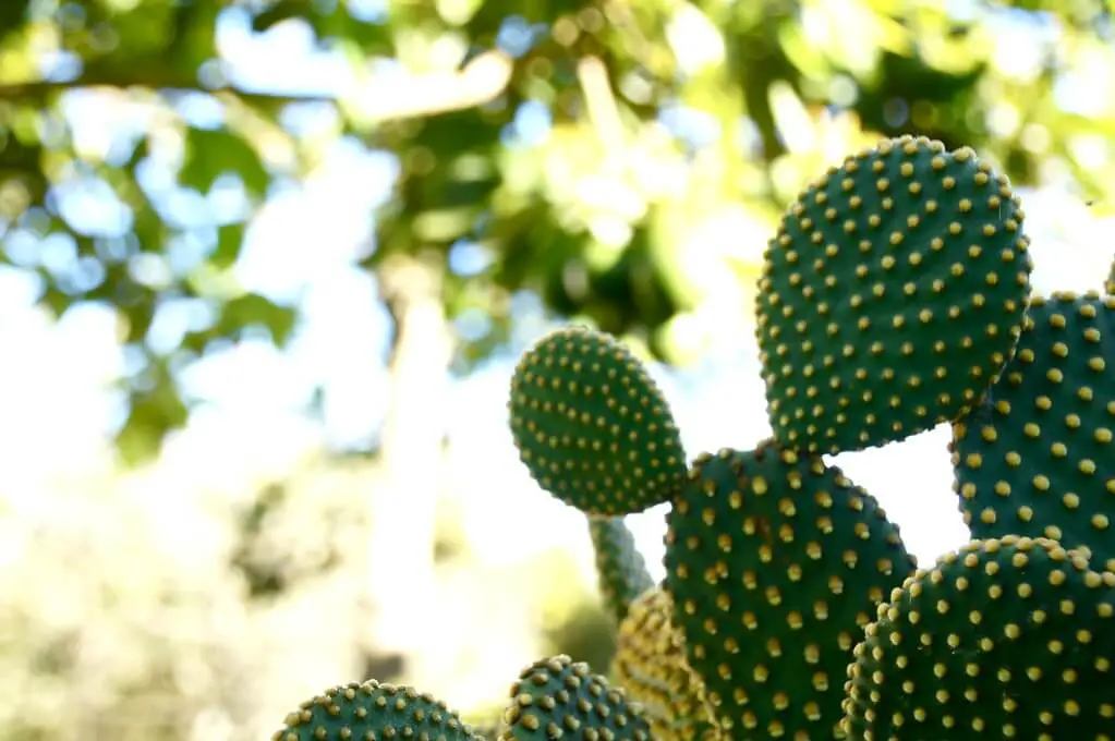 Bunny Ear Cactus (Opuntia microdasys)