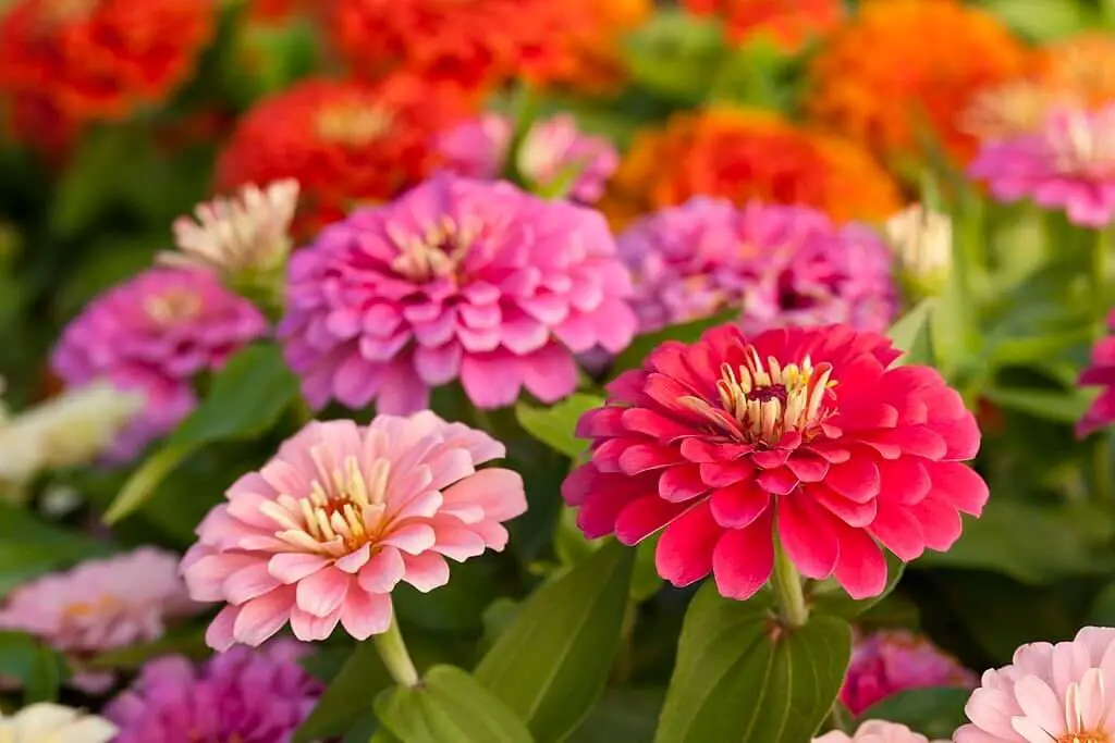 Zinnia.