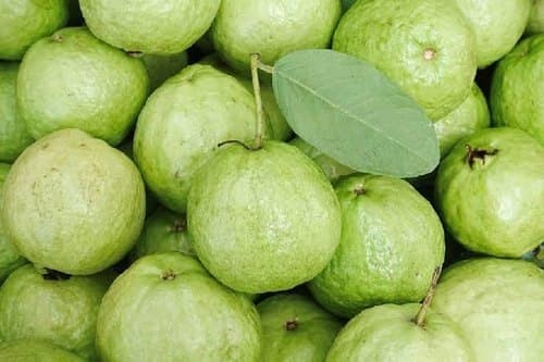 Round Guava.