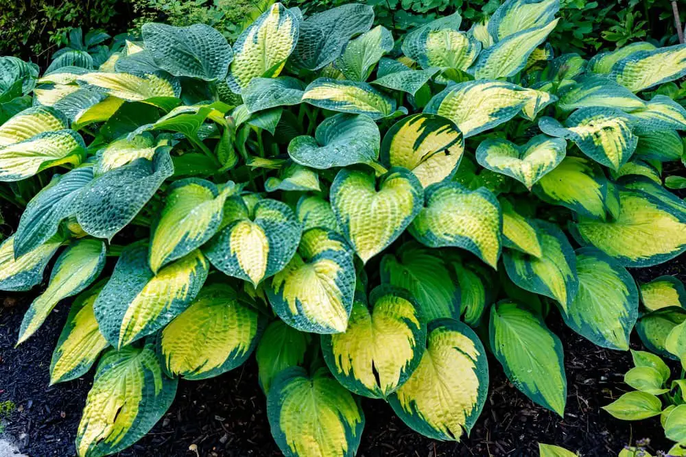 Hosta Paul’s Glory