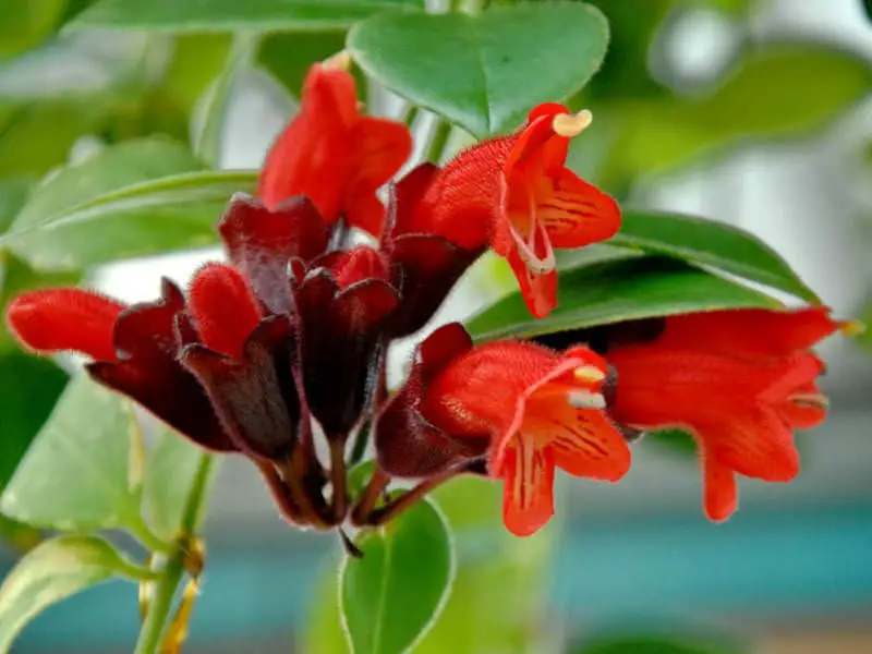 #2 Lipstick Plant (Aeschynanthus radicans)