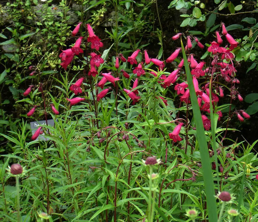 #8. Penstemon