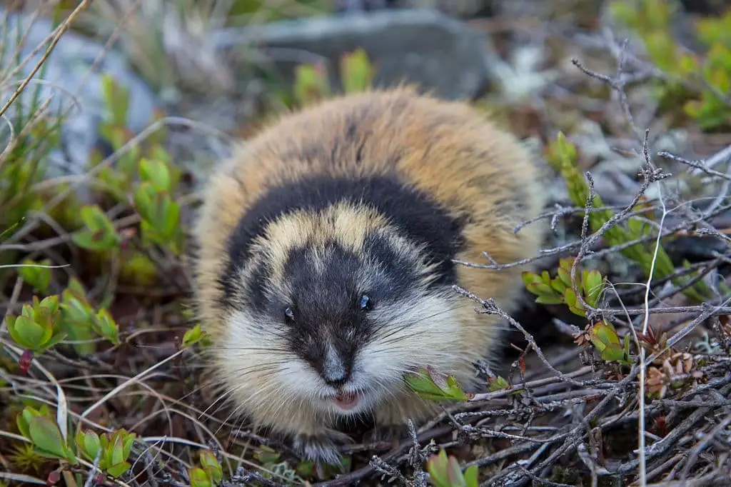 Lemming