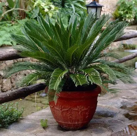 Sago Palm (Cycas revoluta).