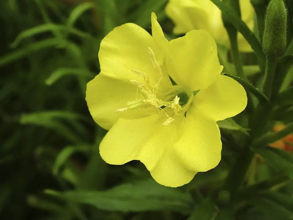 Evening primrose