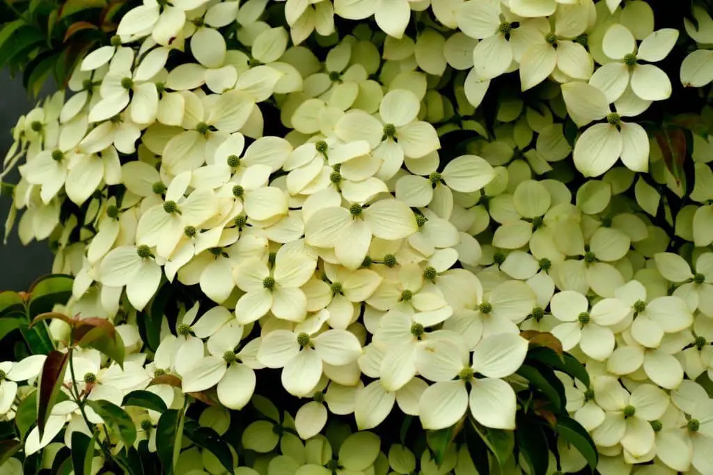 Kousa Dogwood (Cornus kousa).