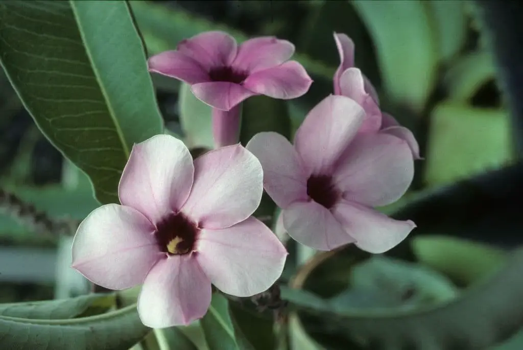 Desert rose