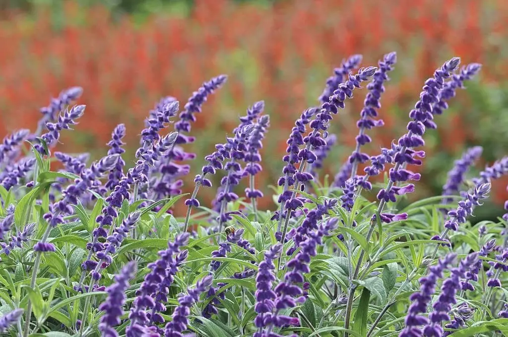 Mexican Bush Sage (Salvia leucantha)