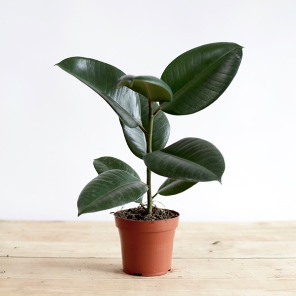 House Plants For Health: Indoor Plants Improve Air Quality