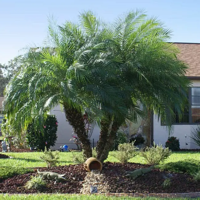 Pygmy Date Palm (Phoenix roebelenii).