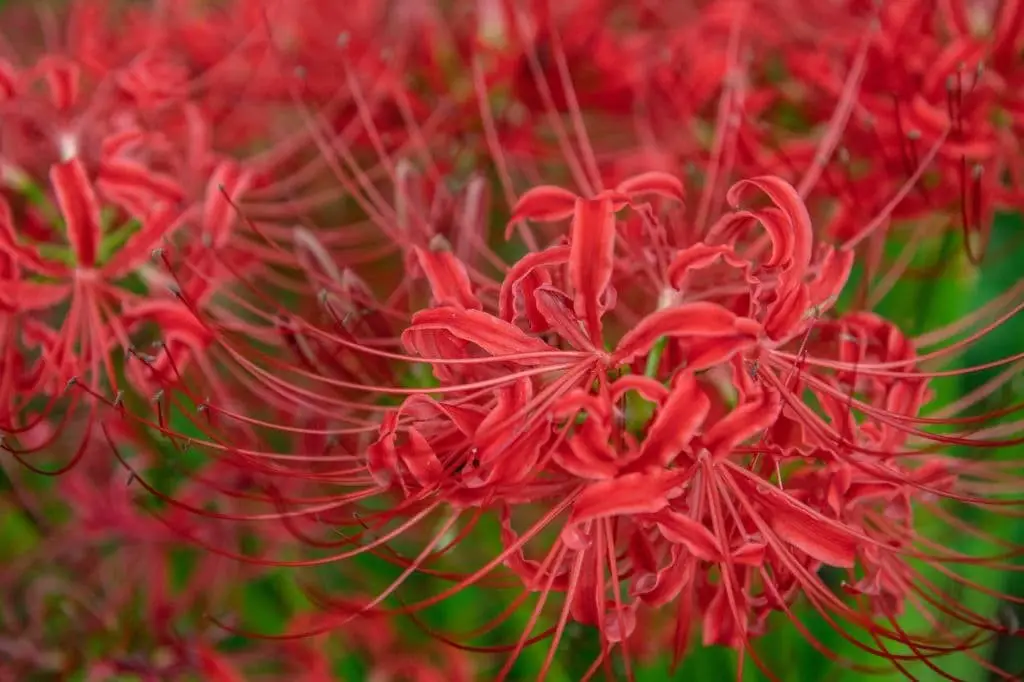 Red spider lily