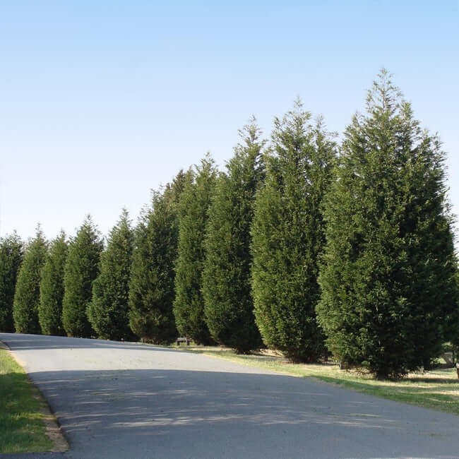 Techny’ Cold Hardy Thuja (Thuja occidentalis ‘Techny’)