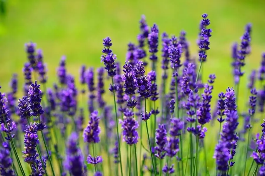 #6. Lavender (Lavandula spp.)