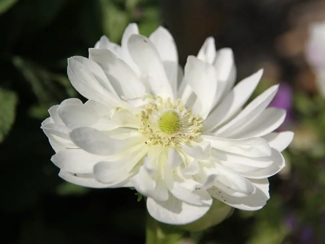 Anemone Coronaria ‘Mount Everest’