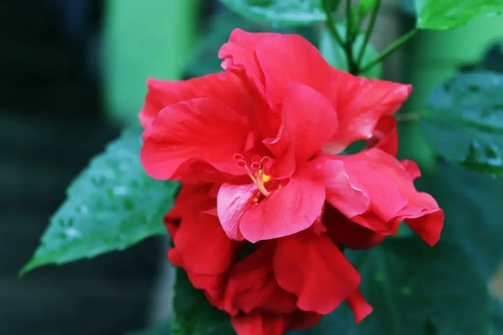 Hibiscus rosa-sinensis ‘Red Dragon’ (Tropical Hibiscus ‘Red Dragon’)