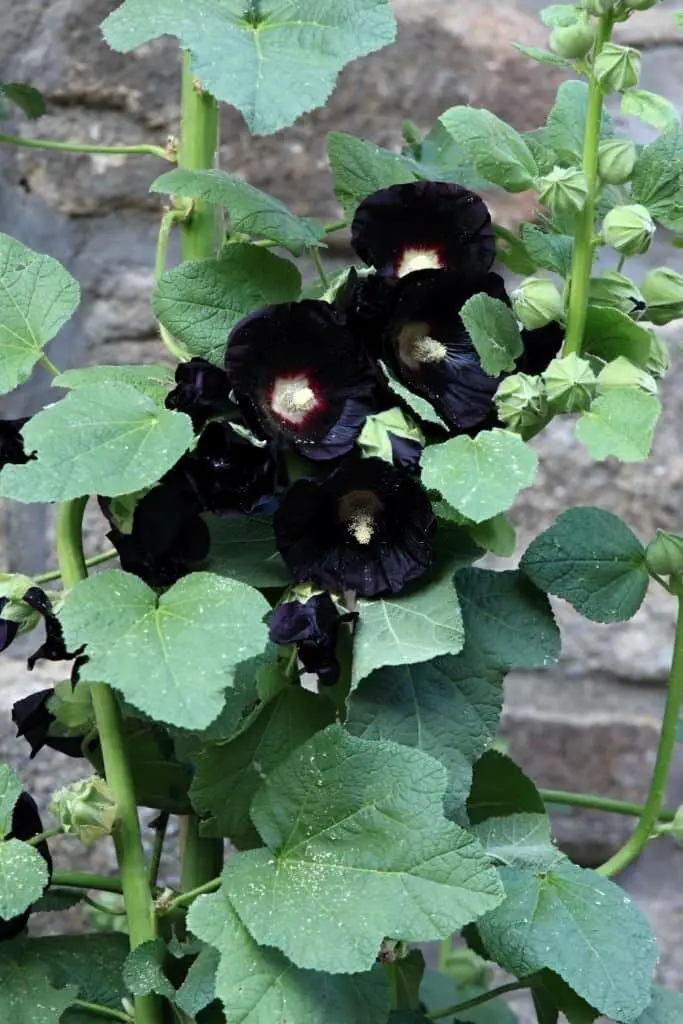 Black Hollyhock (Alcea rosea nigra).