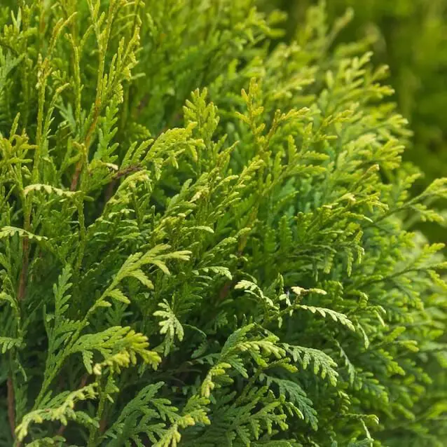 ‘Woodward’ Globe Arborvitae (Thuja occidentalis ‘Woodwardii’)