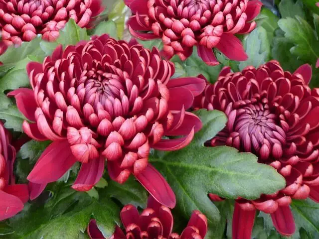 Red Chrysanthemums