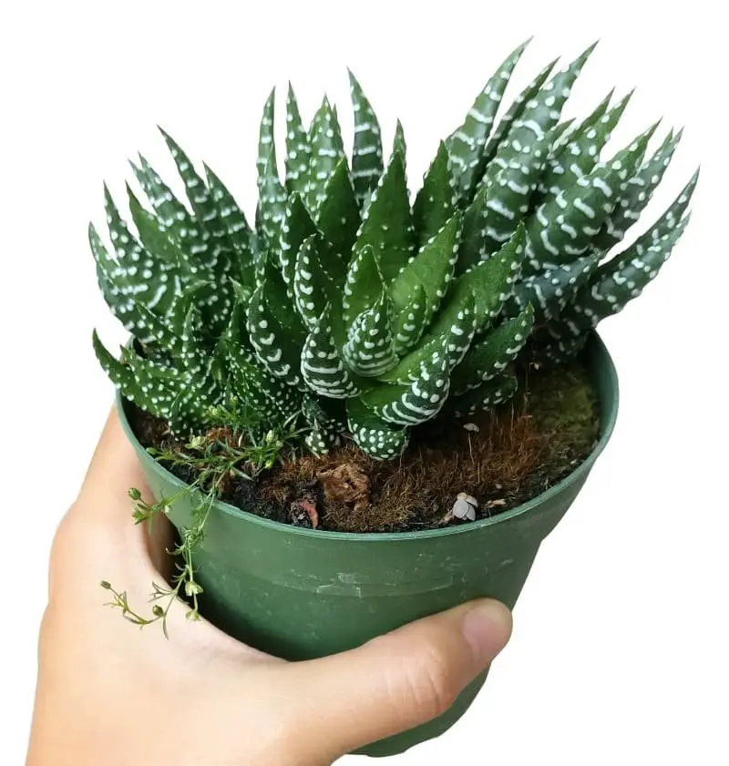 Haworthia Reinwardtii (African Pearls).