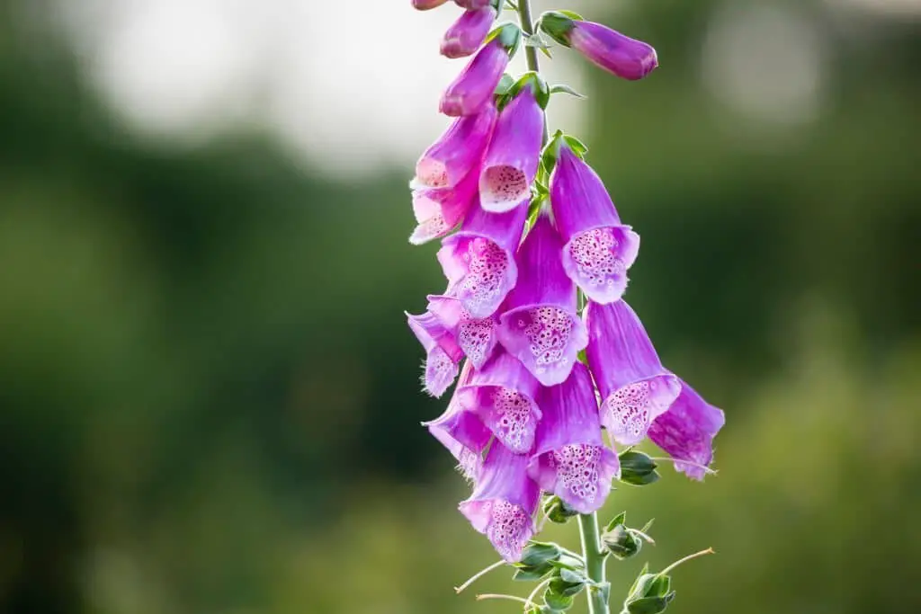 Beardtongue