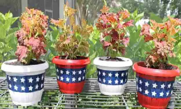 Star-spangled Planters