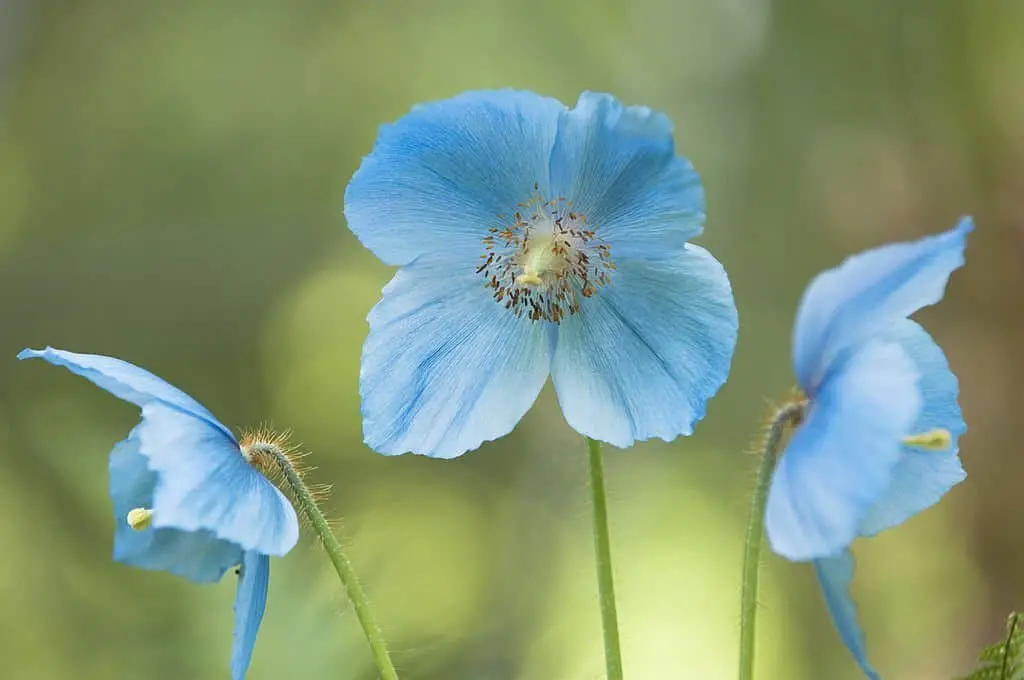 Himalayan Poppy (Meconopsis grandis).